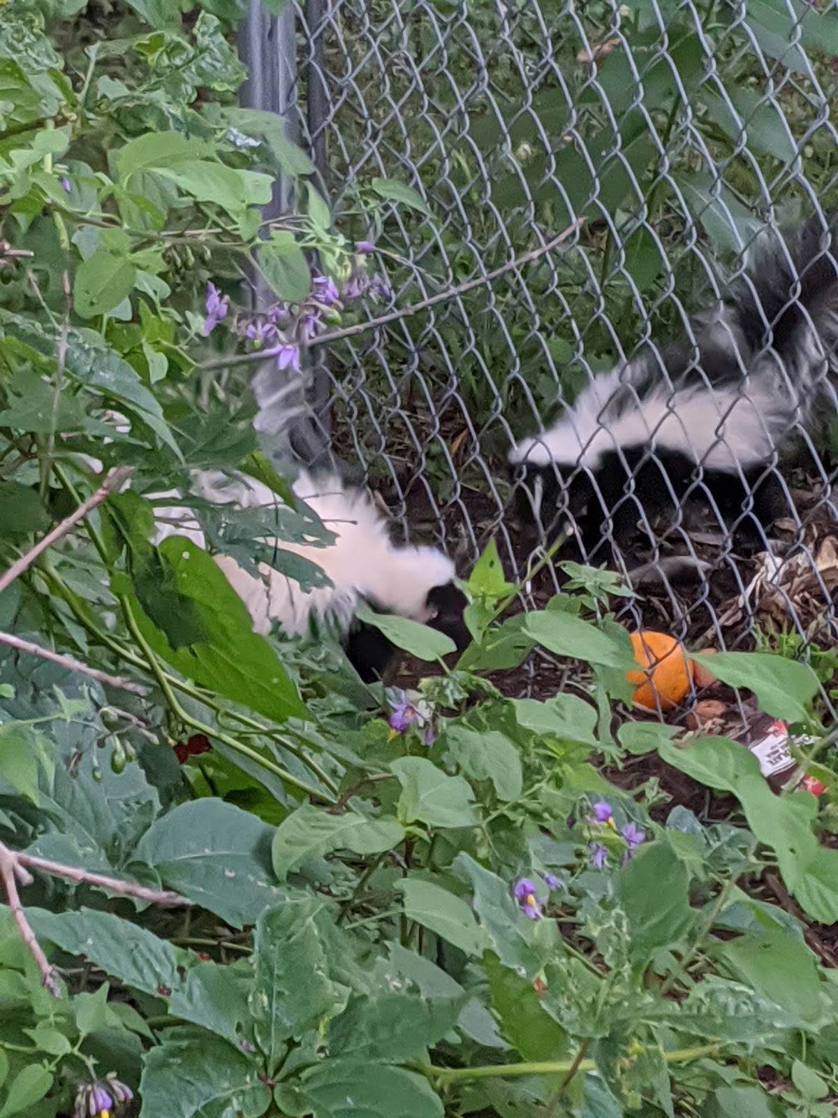 Vernon VT Nature Finds Of Compost and Skunks
