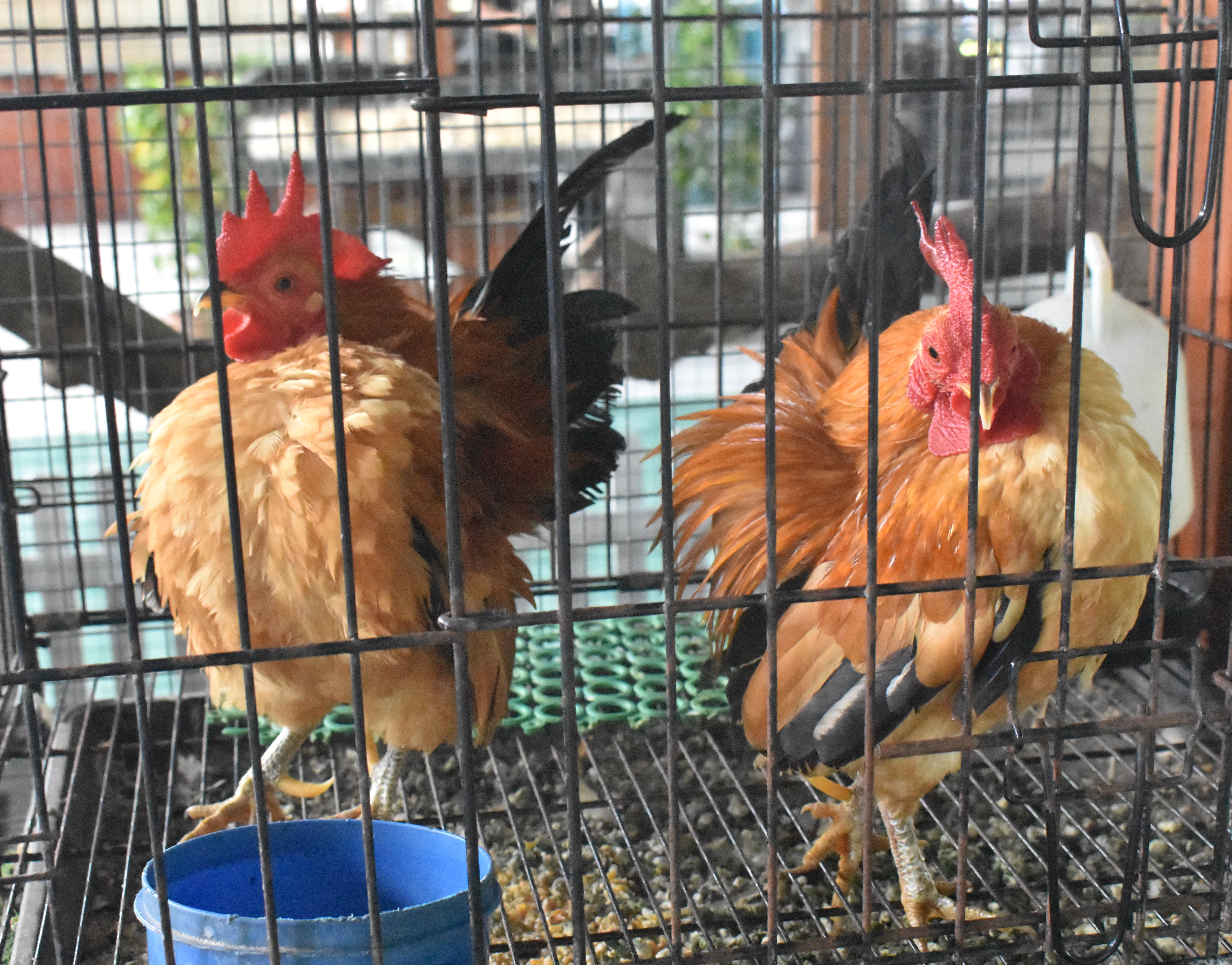 Travel, Community, Charity: PETTING ZOO @ GUNUNG LANG OPENS