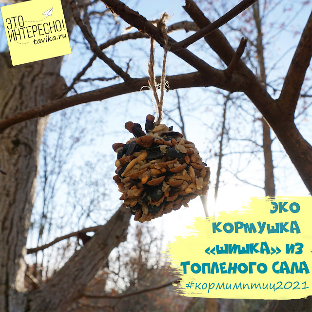 Простые ЭКОкормушки: 7 мастер-классов! :: Это интересно!
