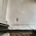 Cat print in the snow tells the story