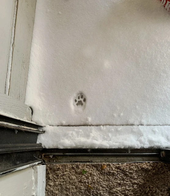 Cat print in the snow tells the story