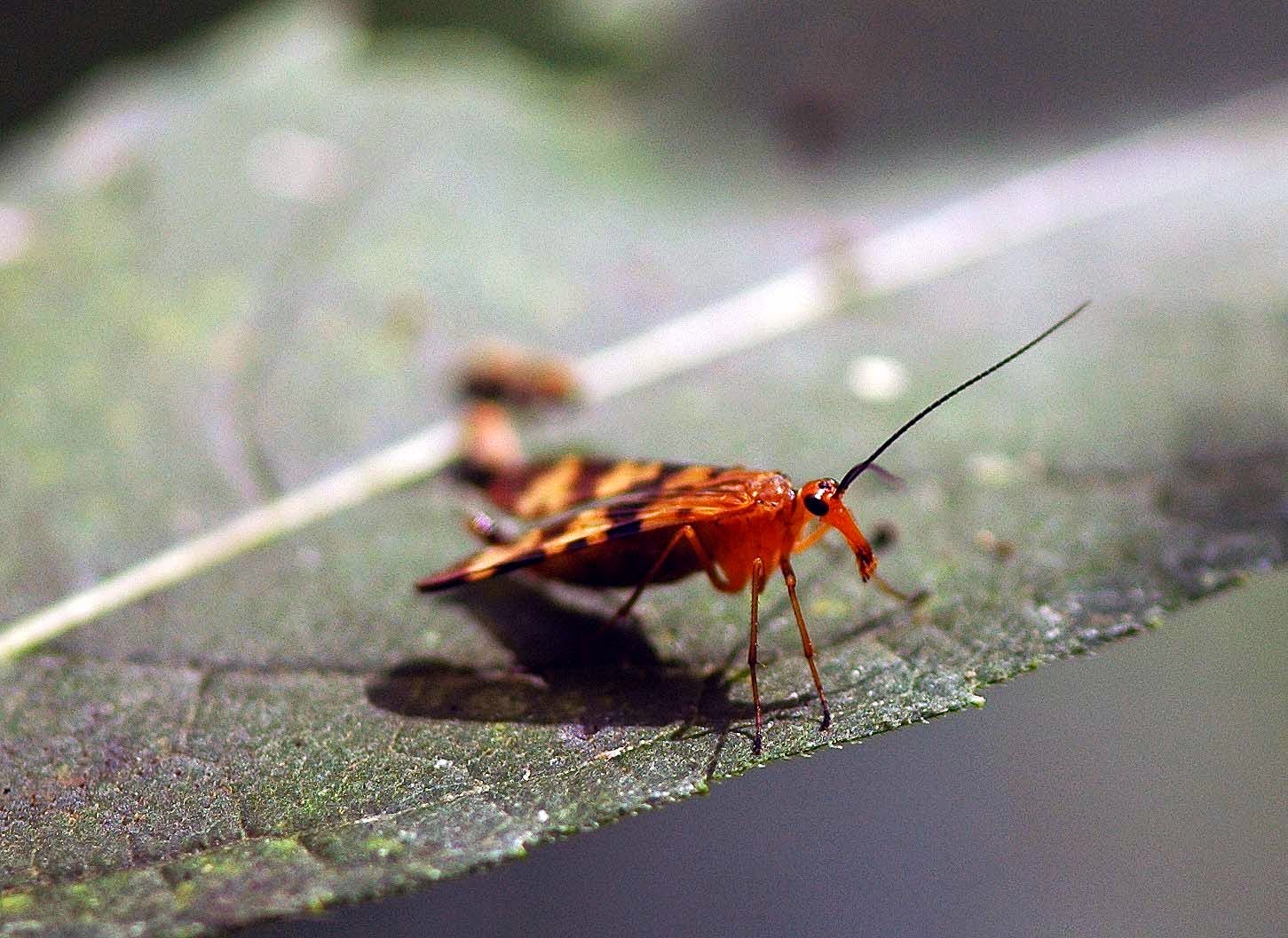 Field Biology in Southeastern Ohio: A Fall Insect Walk (and more ...