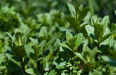 mentha piperita