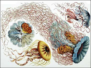 Enst Haeckel jellyfish