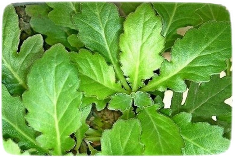 Daun Dewa (Gynura Segetum) - Aneka Hayati