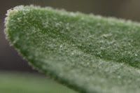 Extreme close up of lavender leaf tip, showing tiny branched trichomes on leaf surface.