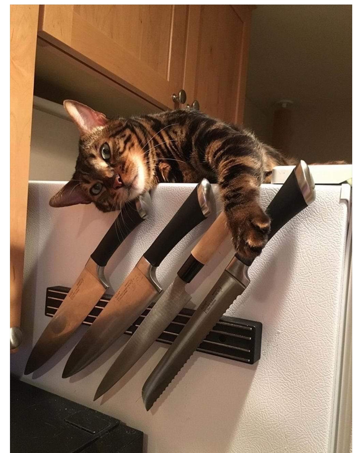 Кот угрожает. Кот с ножом. Коты с ножами. Опасные коты. Котик с ножиком.