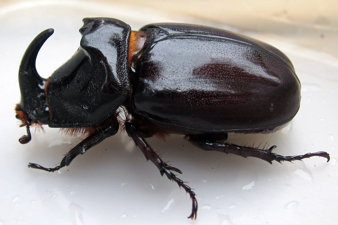Gambar - Kumbang Badak