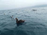 Southern giant petrel and Cape petrels Off Kaikoura Peninsula, NZ - by Denise Motard, Feb. 2013
