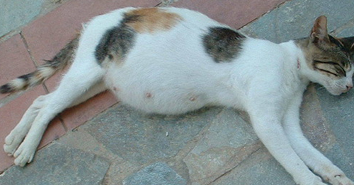 24 Tafsir Mimpi Lihat Kucing Hamil Menurut Primbon Jawa Dan Erek Erek