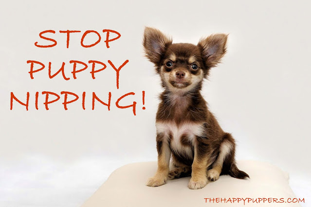 Stop puppy nipping behavior! A survival guide for new guardians Stop puppy nipping behavior! A survival guide for new guardians