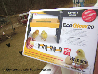 ... EcoGlow 20 Brooder is a safe alternative to dangerous heat lamps