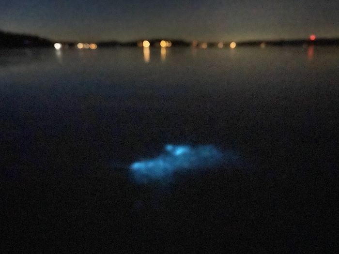 Durango Texas Theo Sandcastled On Harstine Island Before Making Puget Sound Glow Blue