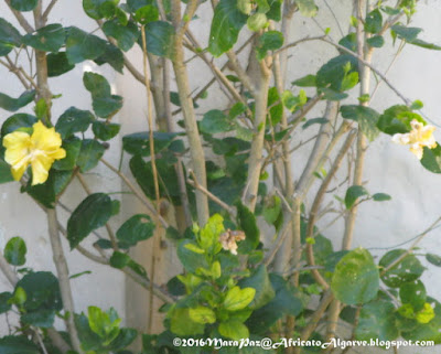 yellow hibiscus