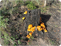 Gymnopilus junonius (Splendid rustgill) on burnt conifer wood