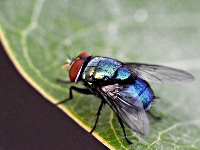 Erek Erek Lalat Di Buku Mimpi 2D 3D 4D Dan Kode Alam - Syairangka.com