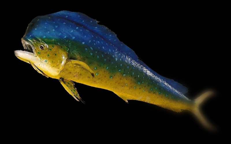 Peixe Dourado do Mar (Coryphaena hippurus)