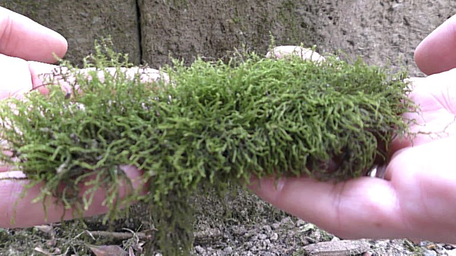 Random Bits Two Ways to Grow Land Moss Underwater