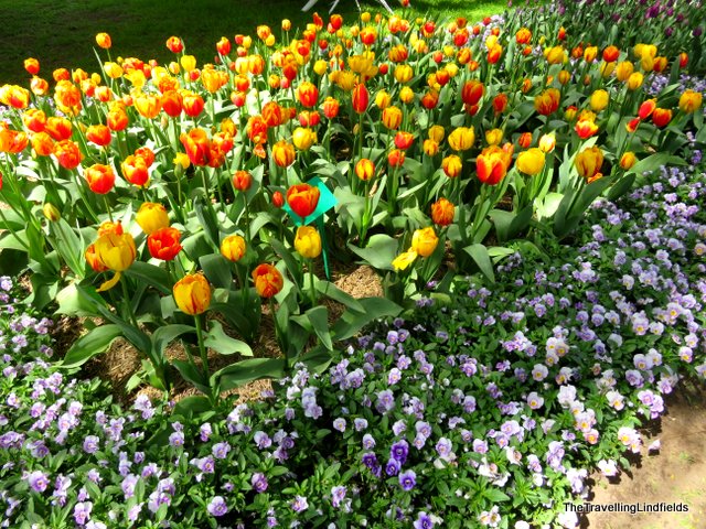 Tulip Top Gardens