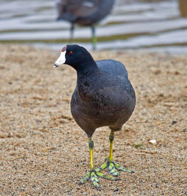 Photo of an American Coot standing on a shoreline