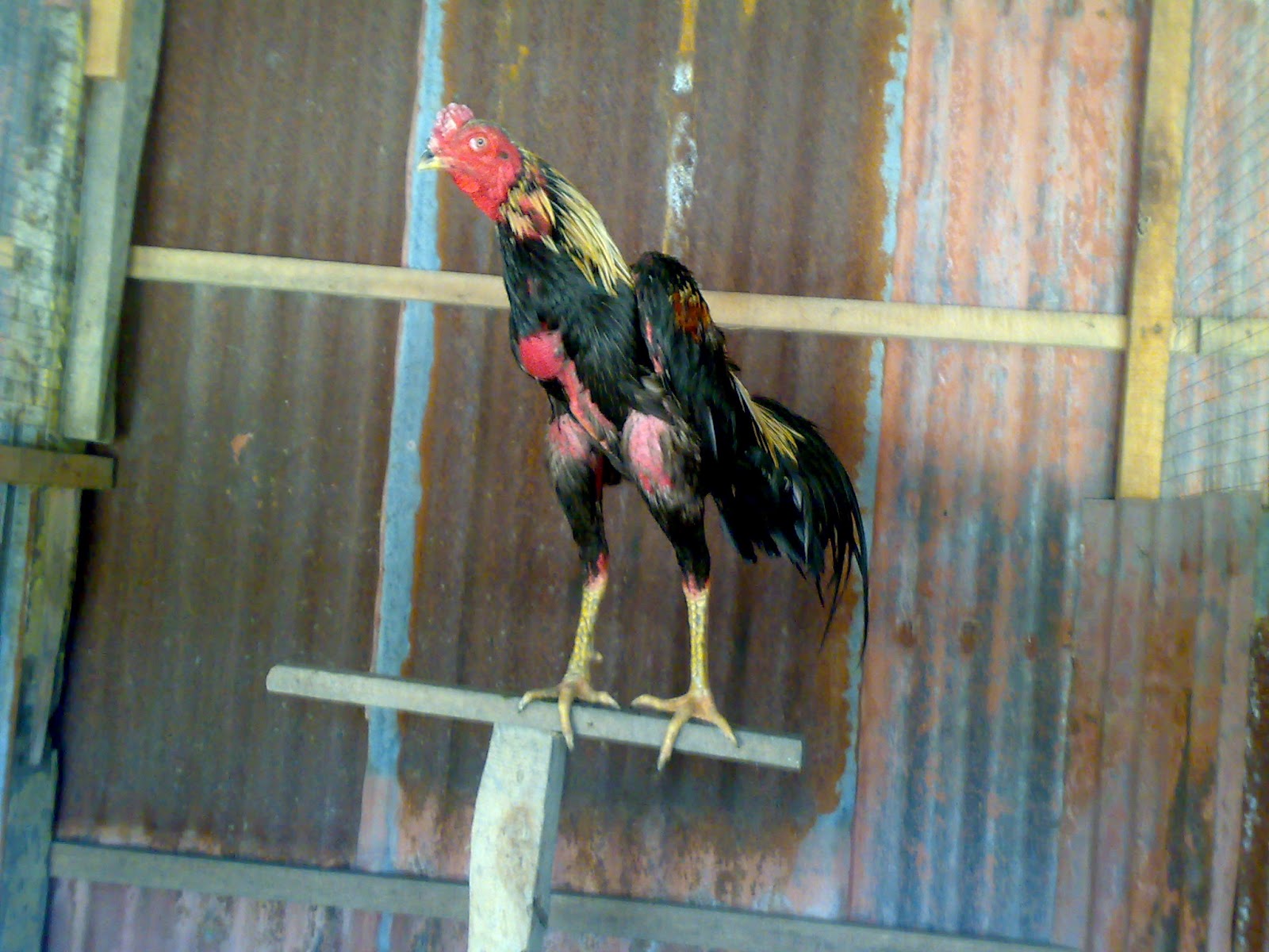 Khusus jual ayam laga segala macam jenis: Ayam 3 Dara
