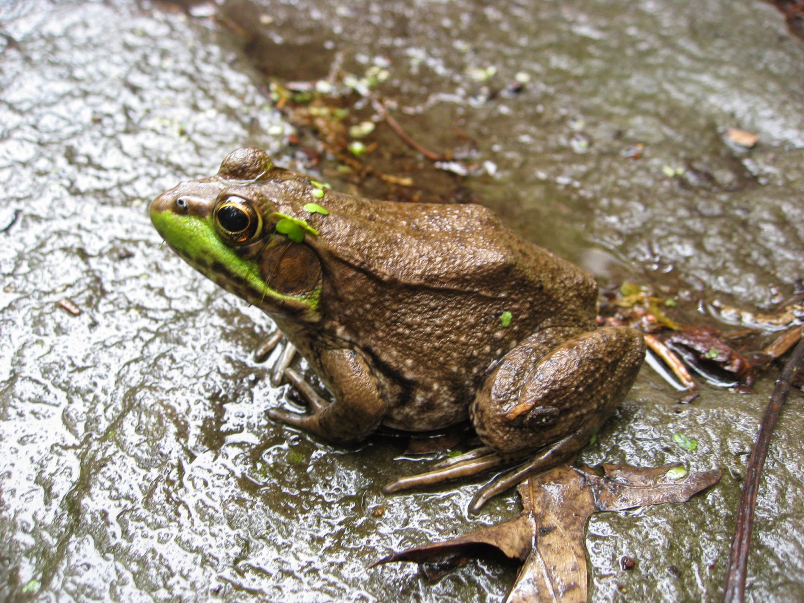 Capital Naturalist by Alonso Abugattas: Green Frog