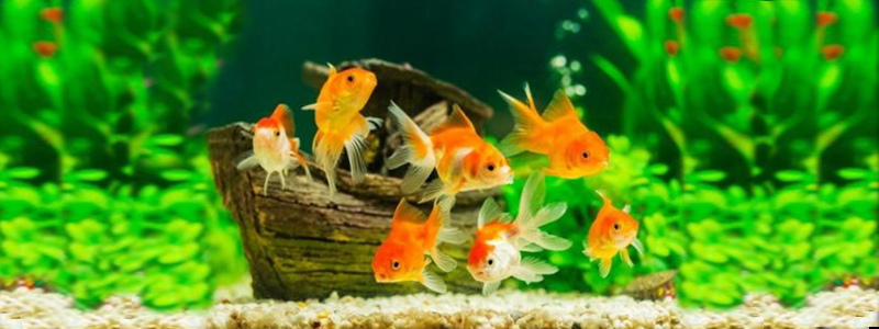 Shop Muốn Là Có ( Kinh Doanh Đa Dạng Mặt Hàng )