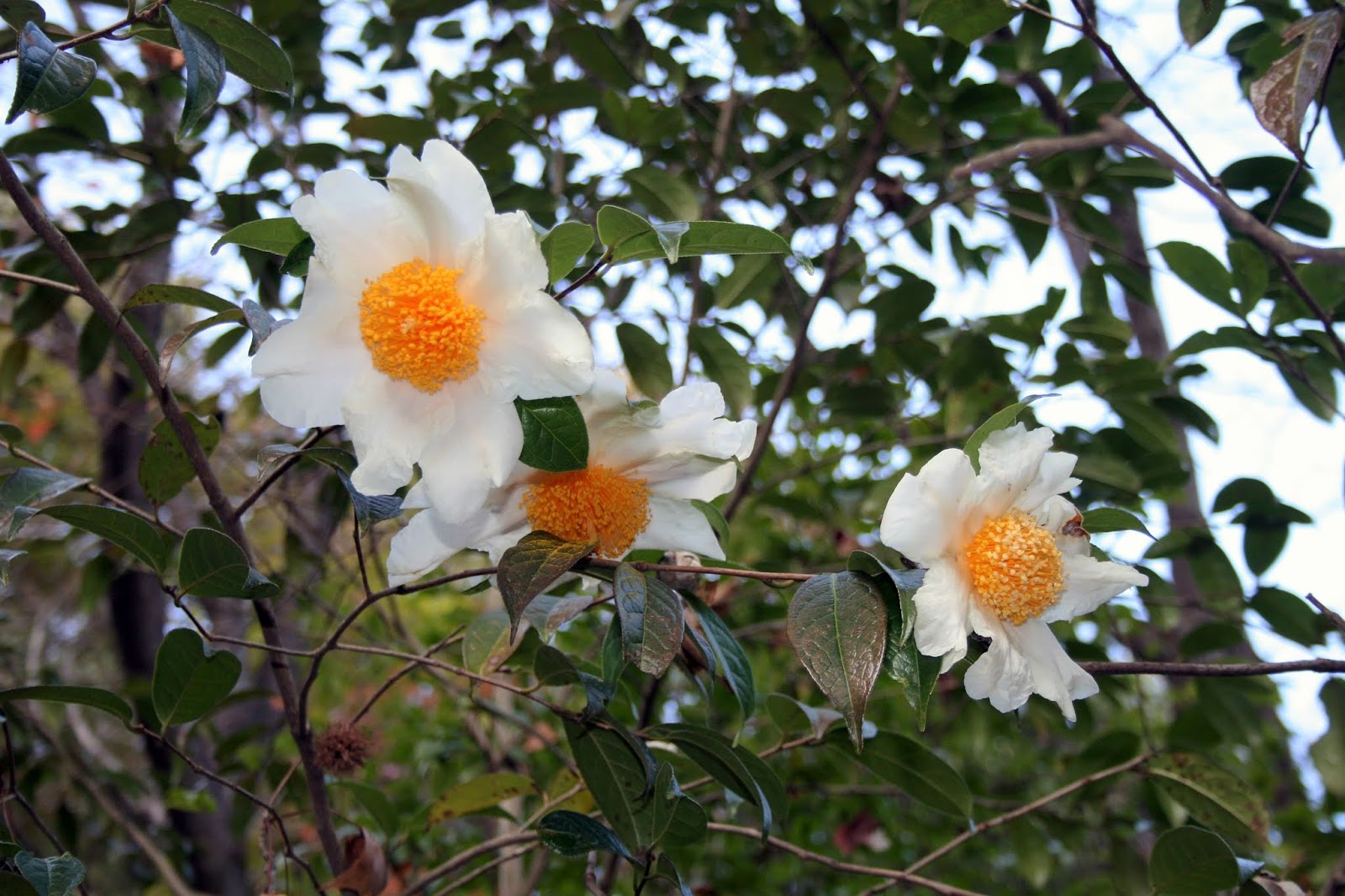 園長のおすすめ グランサムツバキ 広島市植物公園ブログ