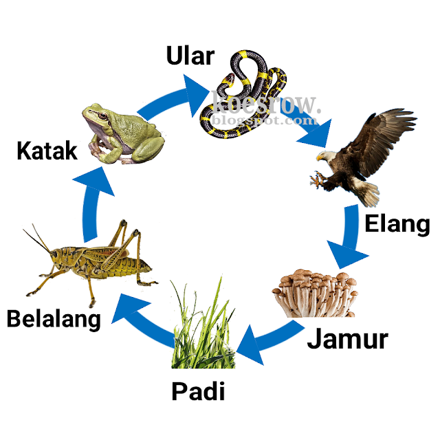 Kunci Jawaban Buku Tematik Tema 5 Kelas 5 Halaman 61, 62, 63, 65 - Koesrow