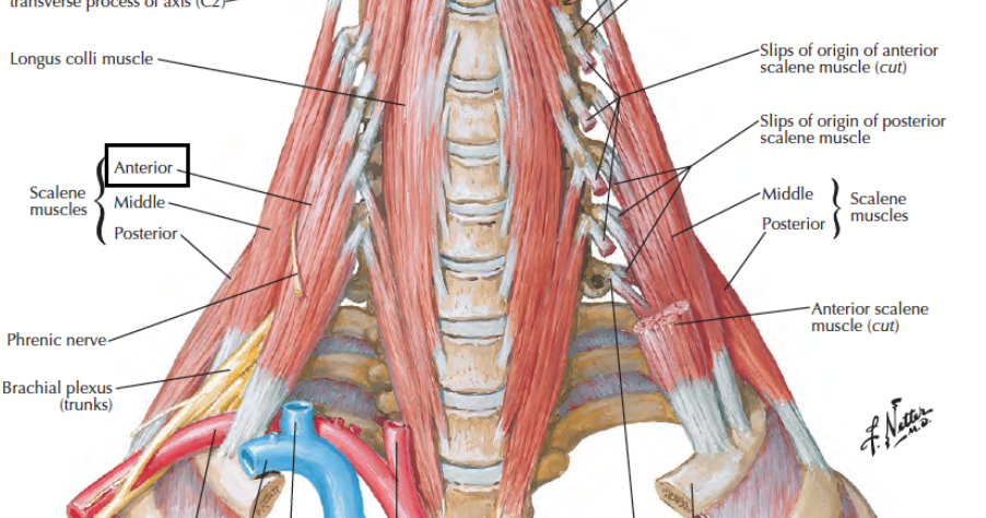 Head and Neck Anatomy: Scalene Muscles