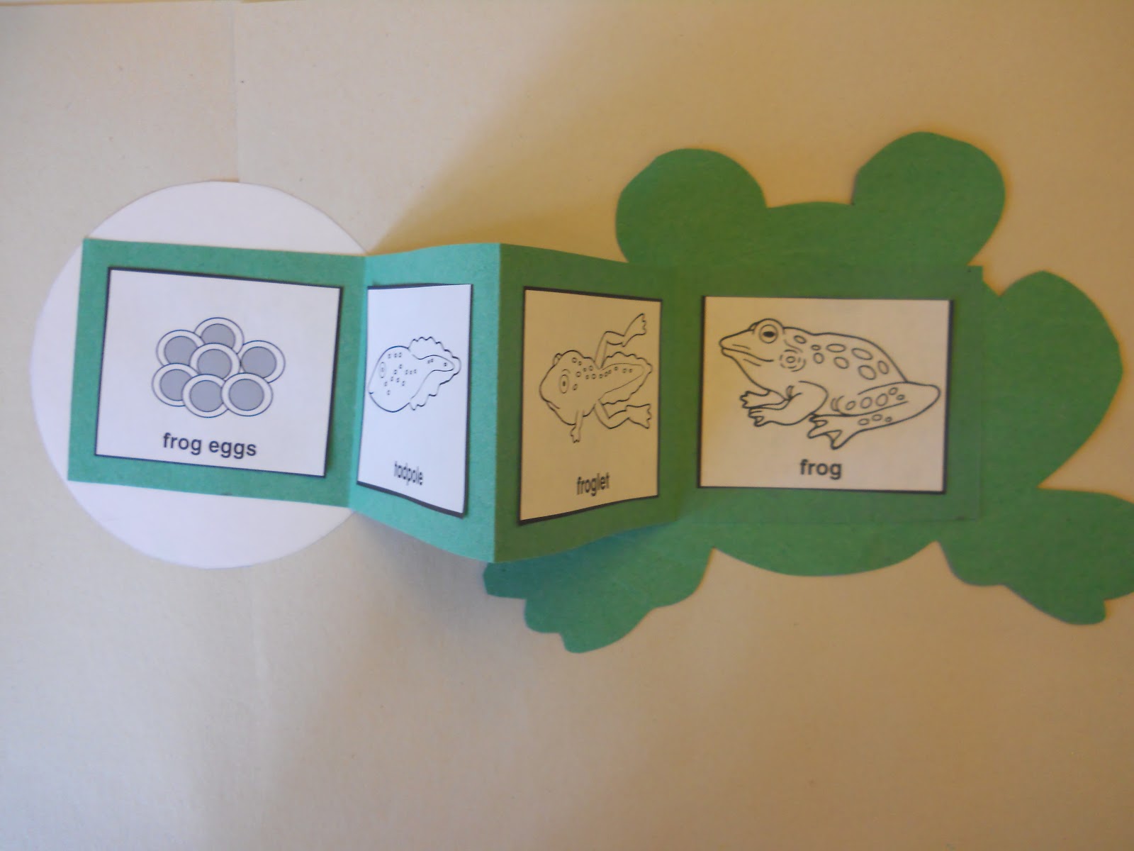 Mrs. T's First Grade Class: Frog Life Cycle