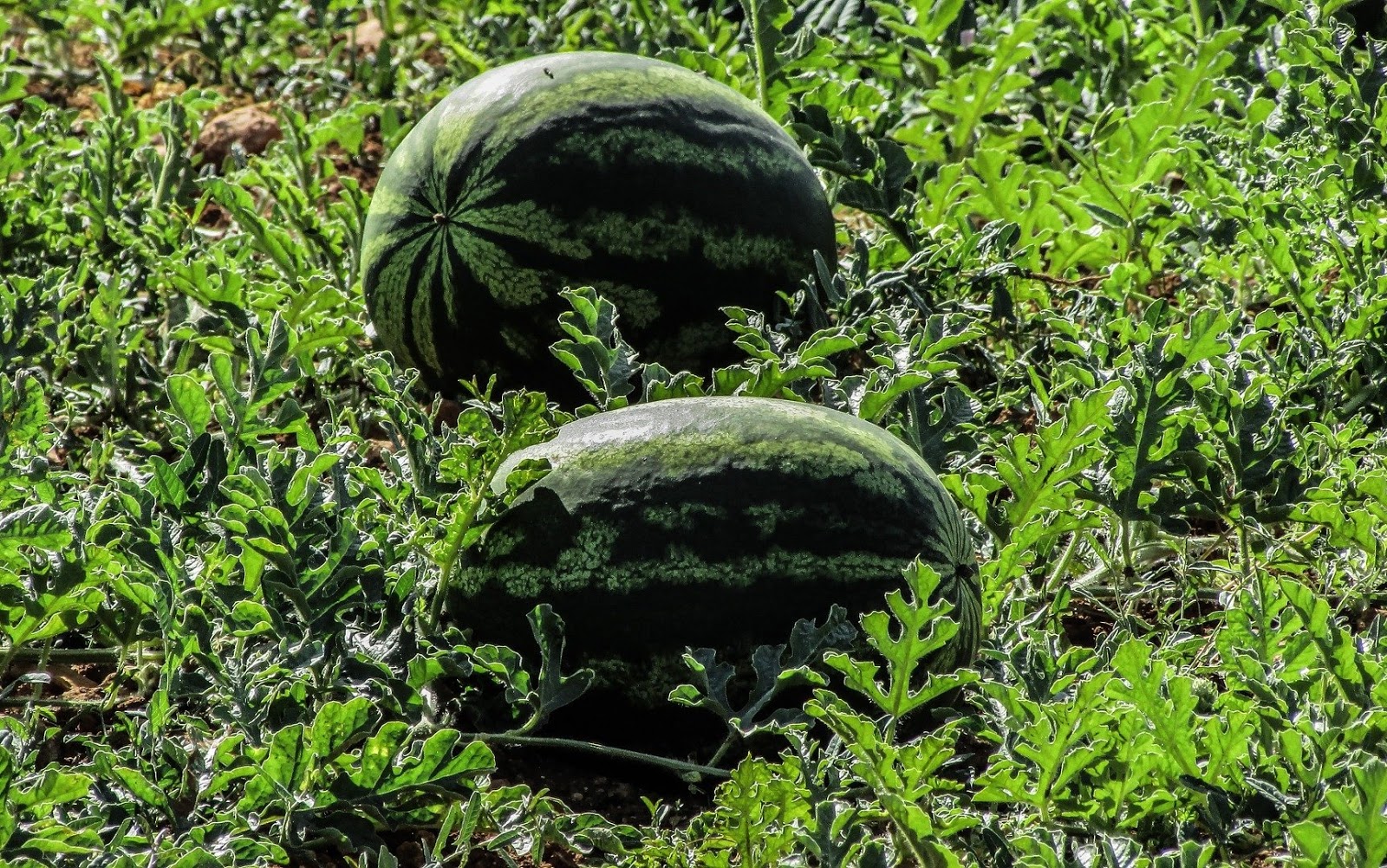 √ 15+ Gambar Buah Semangka Segar - Servergambar01