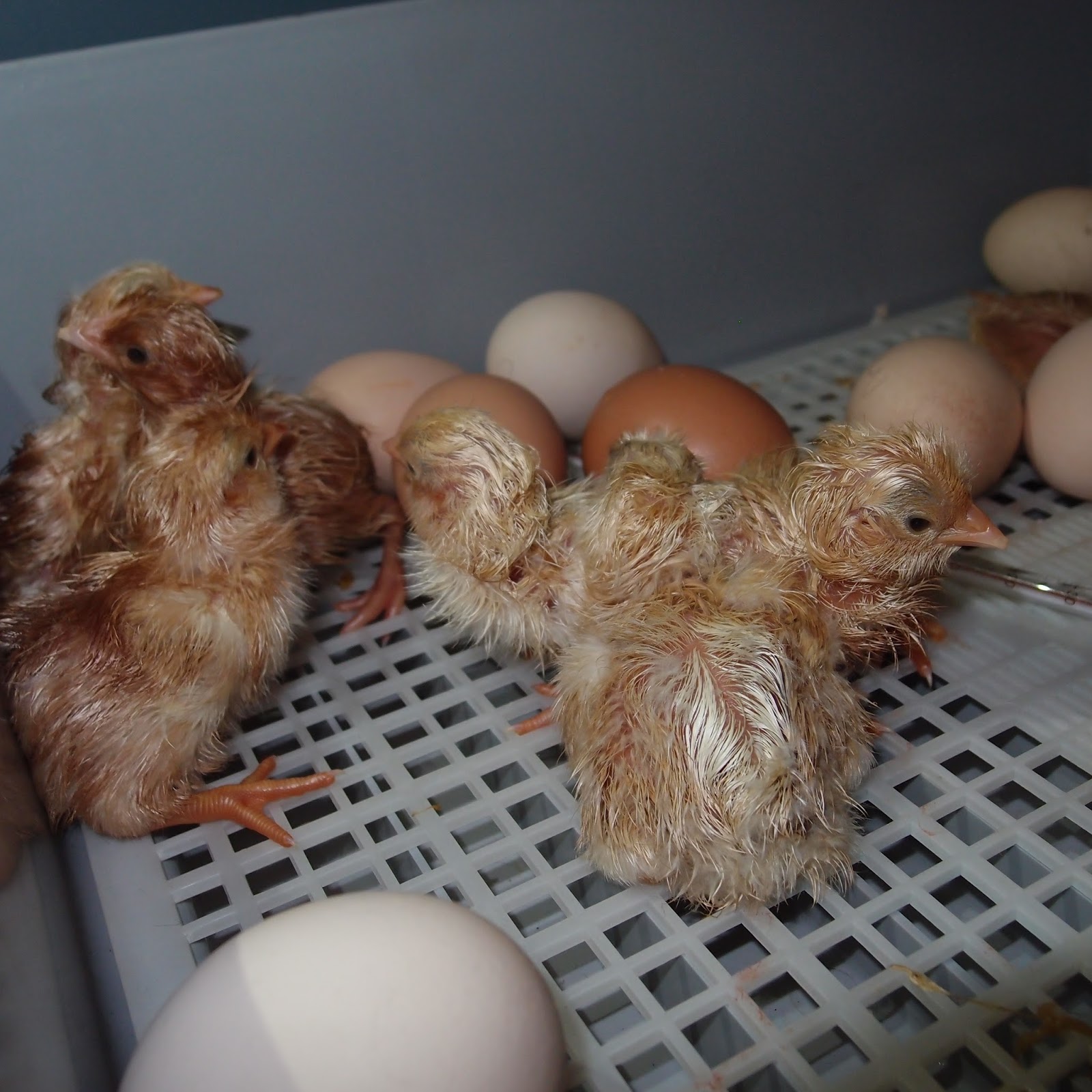 chicken tractor ebook: hatching chicks