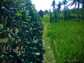 Agricultural Scenery With Asparagus Bean Or Snake Bean Planted On The Edge Of The Rice Fields At Ringdikit Village North Bali Indonesia