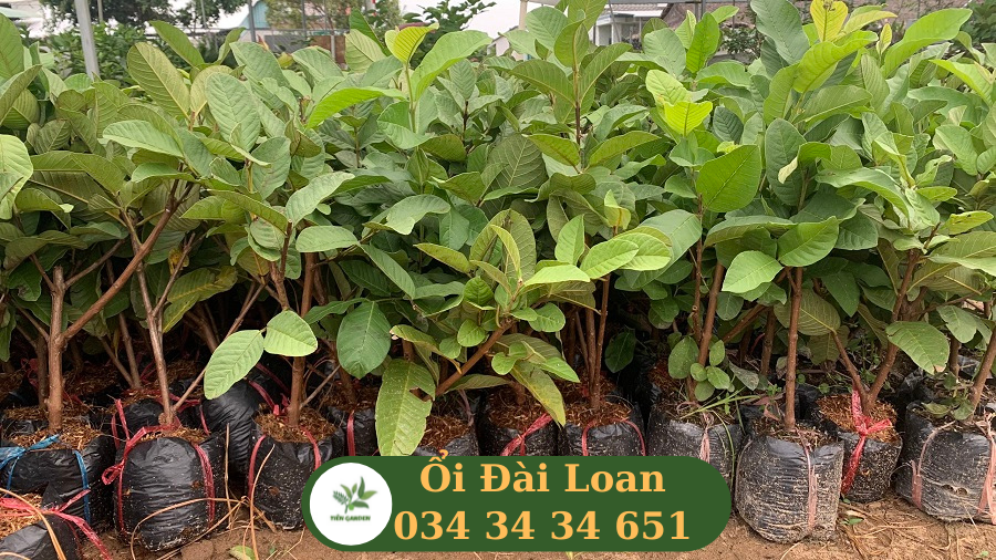 Hình ảnh giống cây ổi lê đài loan đây là giống cây ăn quả dễ trồng, tốn ít công chăm sóc và mang lại hiệu quả kinh tế cao- cây giống Tiên Garden