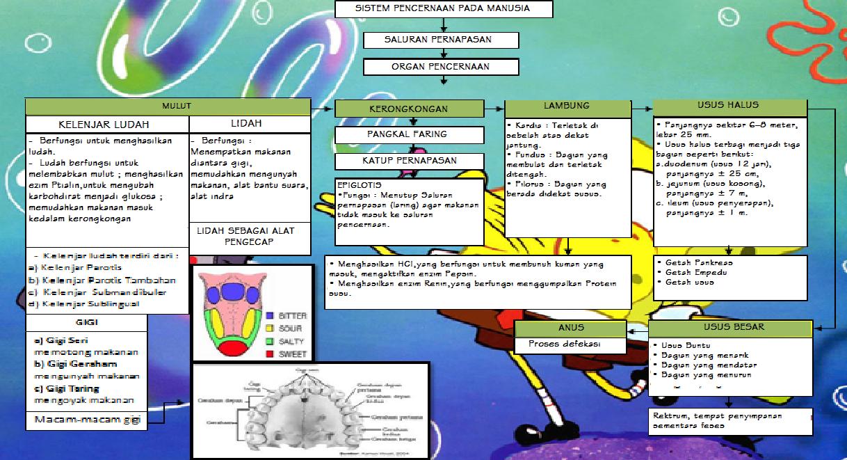 The Chronicles of My Life: PETA KONSEP SISTEM PENCERNAAN PADA MANUSIA