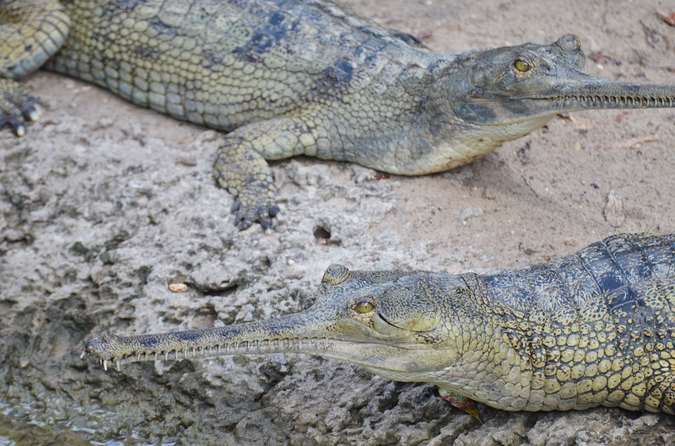 Palaeos, la historia de la Vida en la Tierra: ¿Cocodrilo, caimán o aligátor?
