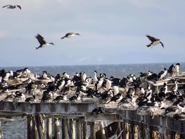 Patagonia Birds: Cormorants flying above the old pier in Punta Arenas Chile