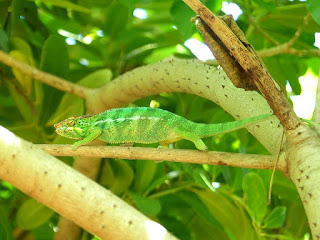 Furcifer pardalis - Caméléon panthère - Endormi Furcifer pardalis - Caméléon panthère - Endormi