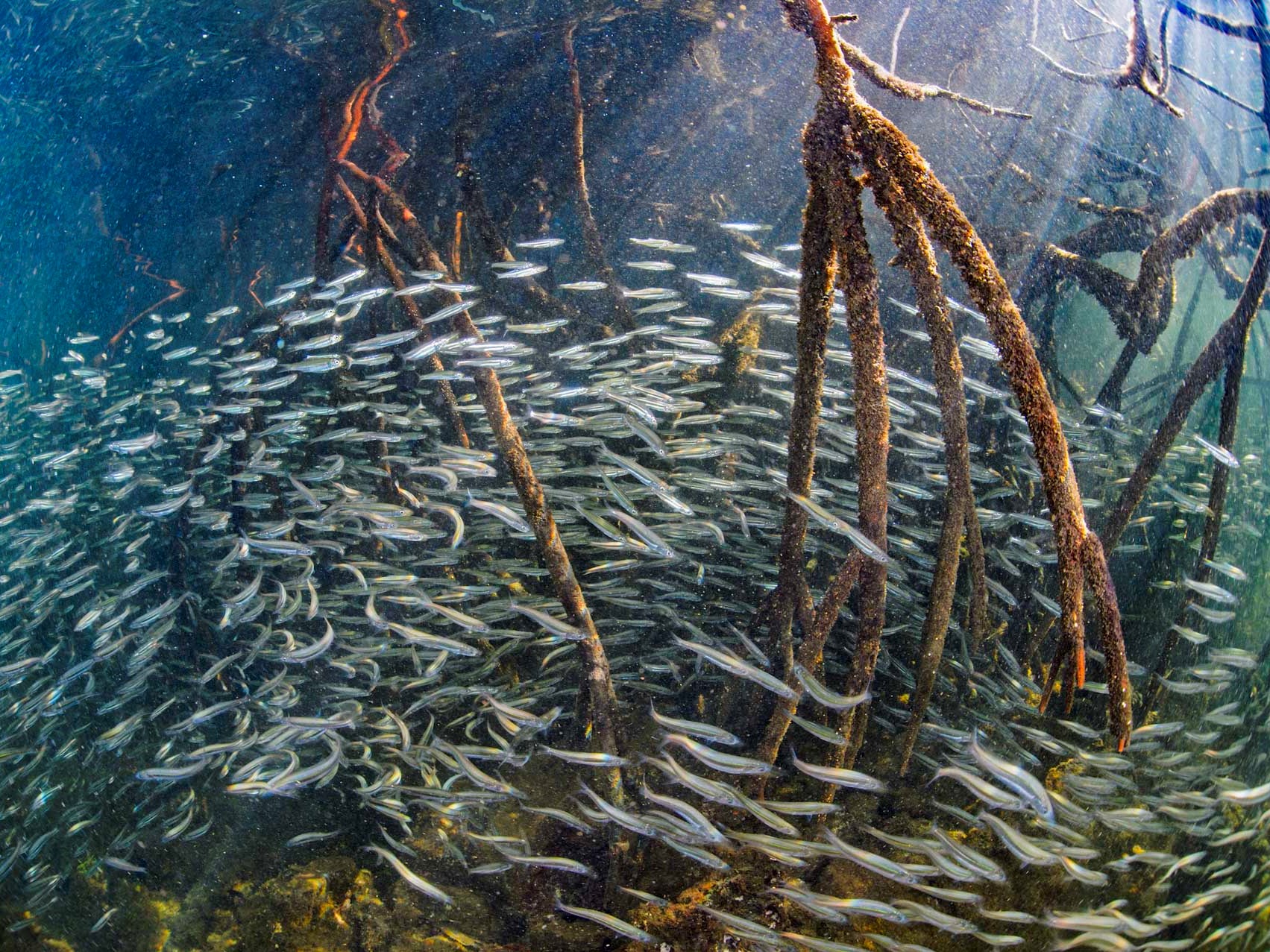 Gambar Ikan di Hutan Mangrove