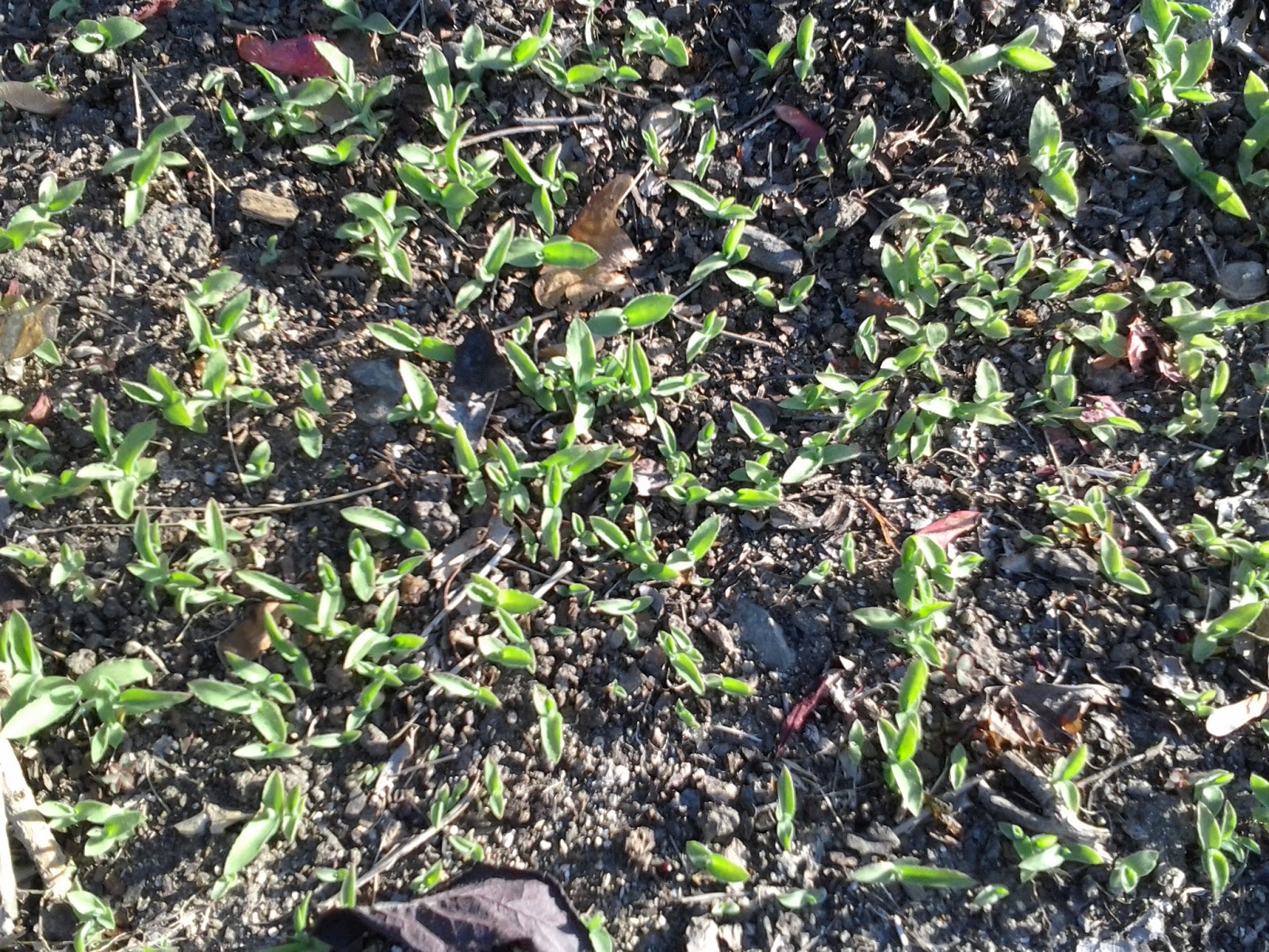 Garden Grants Pass Weekly Weeder Stop Crab Grass in your lawn