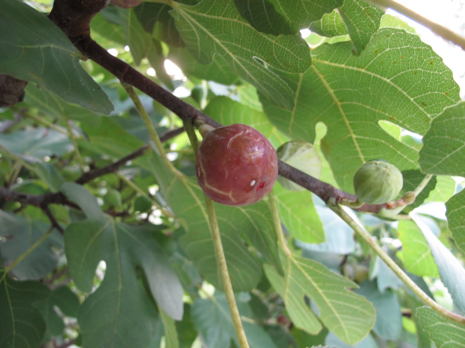 Wings of Dawn Farm Fig Collecting and Bug Eating