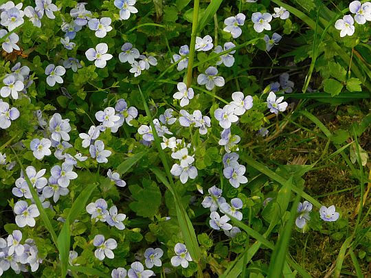 Przetacznik nitkowaty (Veronica filiformis). Przetacznik nitkowaty (Veronica filiformis).