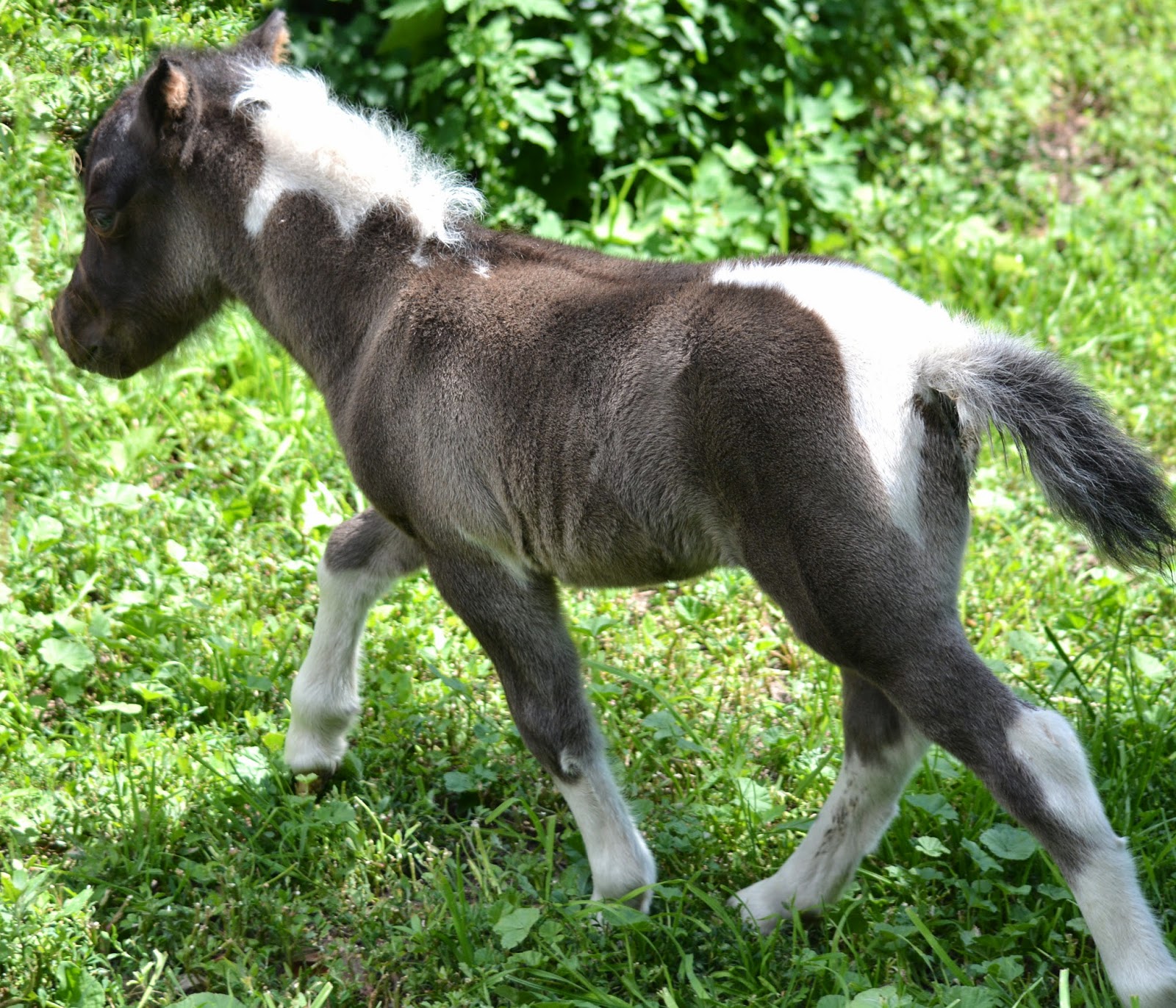 Mini Filly Toad Hill Miniature Horses: Summer Breeze's Filly Foaled 6/26/2014