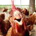 Multas a supermercados en caso “colusión de los pollos”