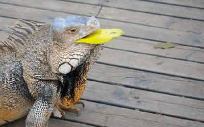 Cara Merawat Iguana Supaya Cepat Besar Untuk Pemula Cara Merawat Iguana Supaya Cepat Besar Untuk Pemula