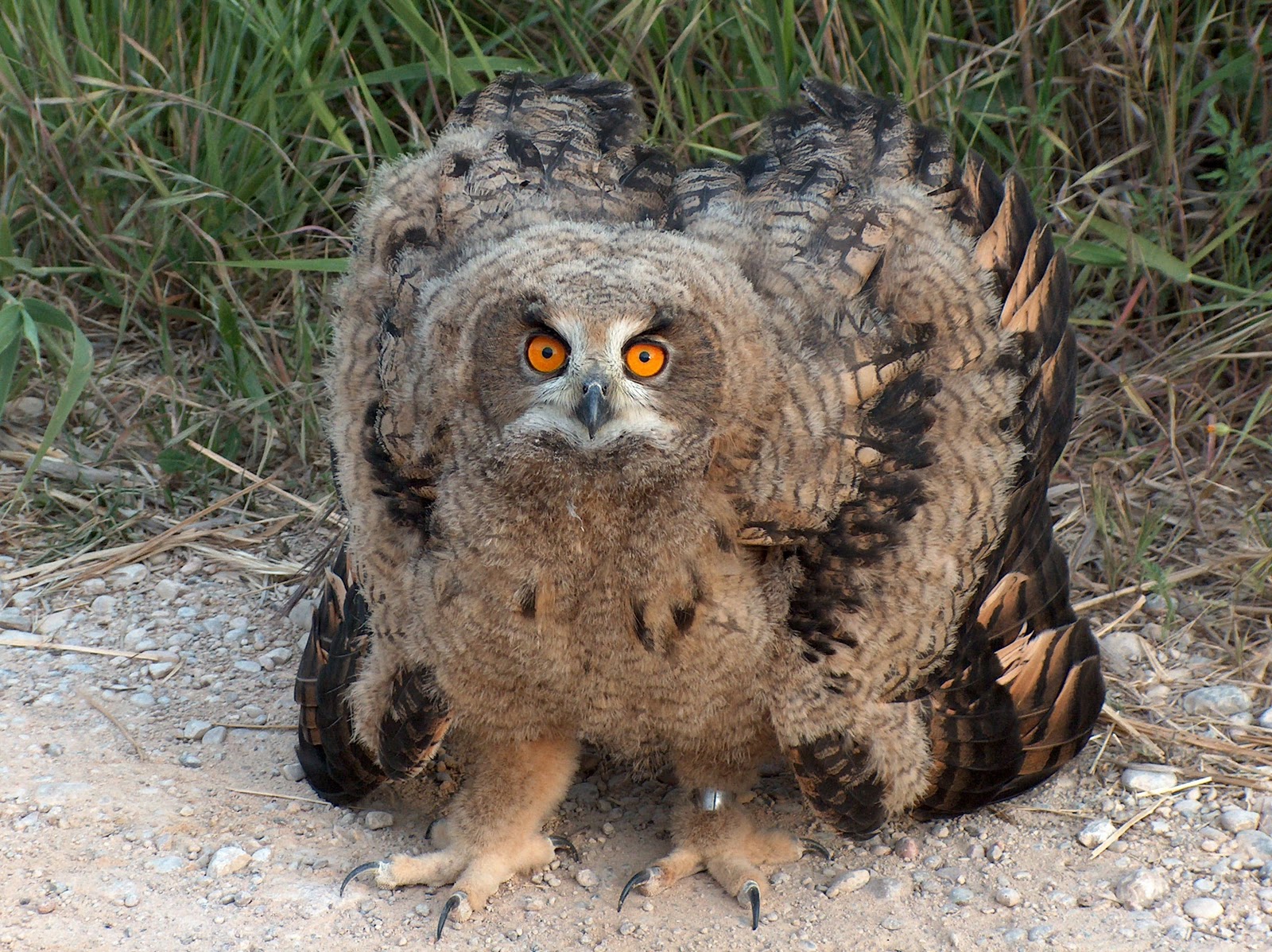 Pasión por las aves: Búho real.(Bubo bubo)