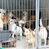 SAÚDE PÚBLICA - Falta de veterinários preocupa municípios