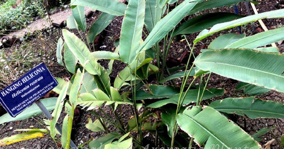 Medicinal And Aromatic Plants Heliconia Rostrata