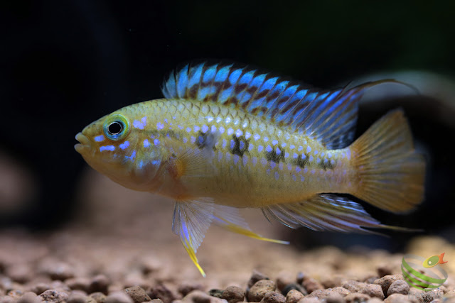 F1 Apistogramma cf. ortegai (pebas)